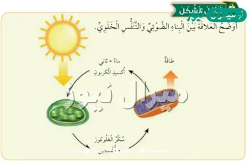 قارن بين التنفس الخلوي والبناء الضوئي