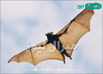 قصة الخفاش ستيلا لونا كاملة