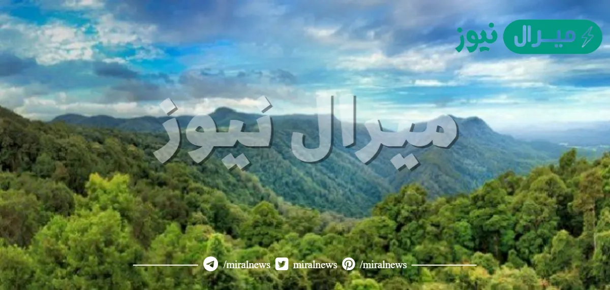 كون فرضية لماذا تضم الغابات الاستوائية
