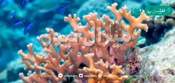 كيف تتغذى الاسفنجيات