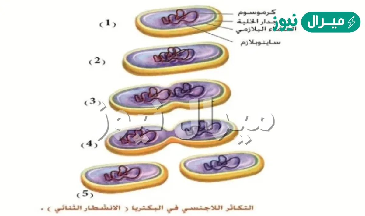 كيف تتكاثر البكتيريا