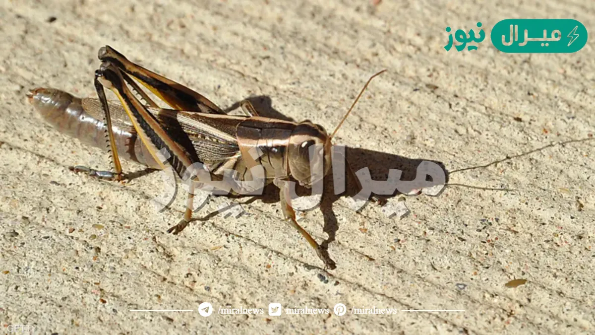 كيف يتحرك الجندب