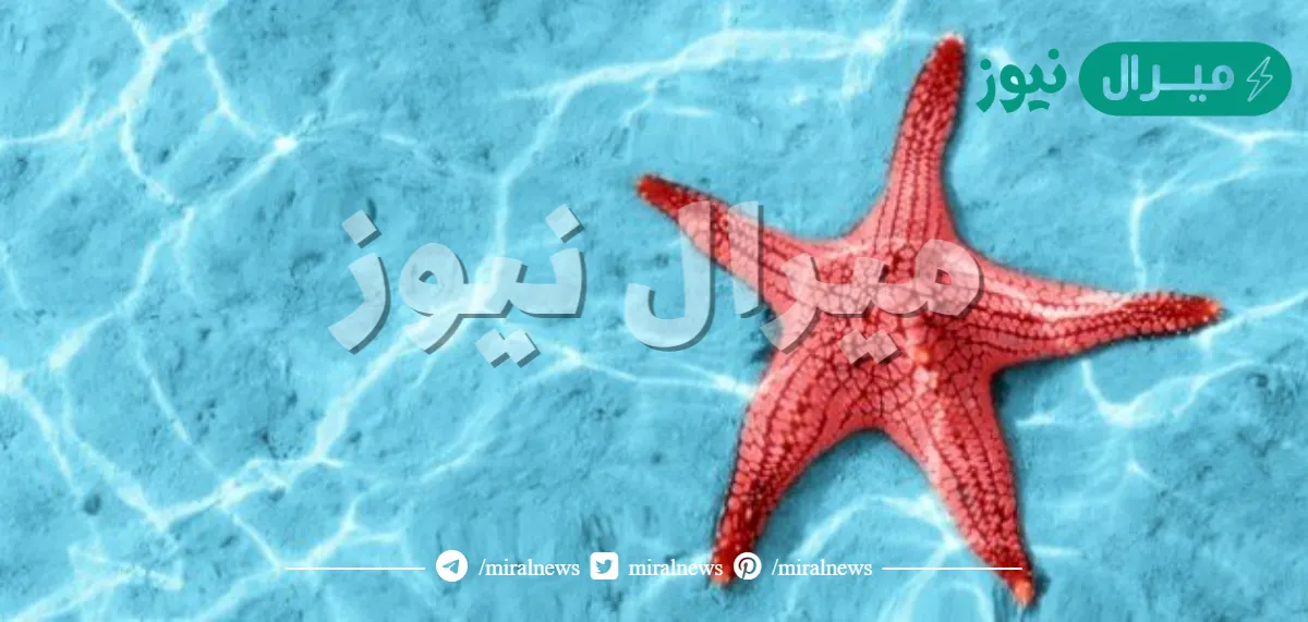 كيف يتكاثر نجم البحر