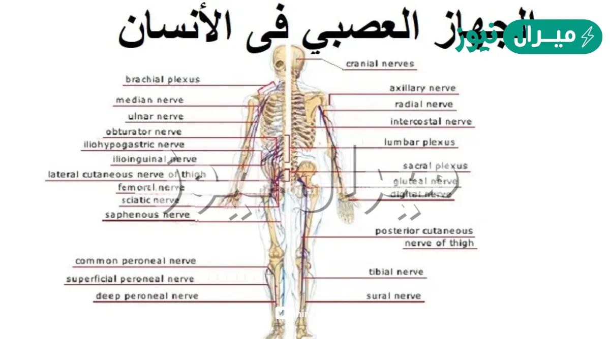 كيف يعمل الجهاز العصبي في الجسم