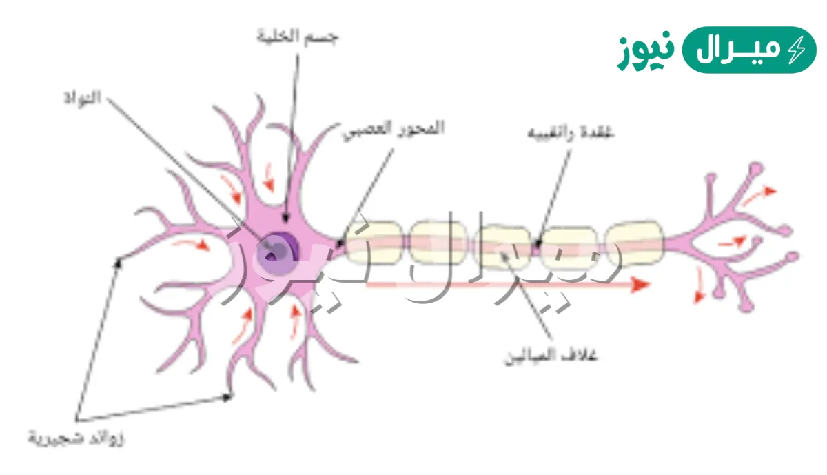 كيف ينتقل السيال العصبي