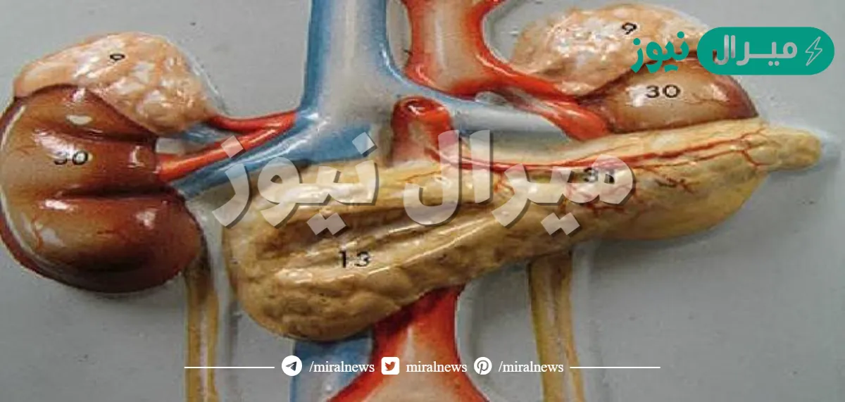 لماذا سميت الغدد الصماء بهذا الاسم