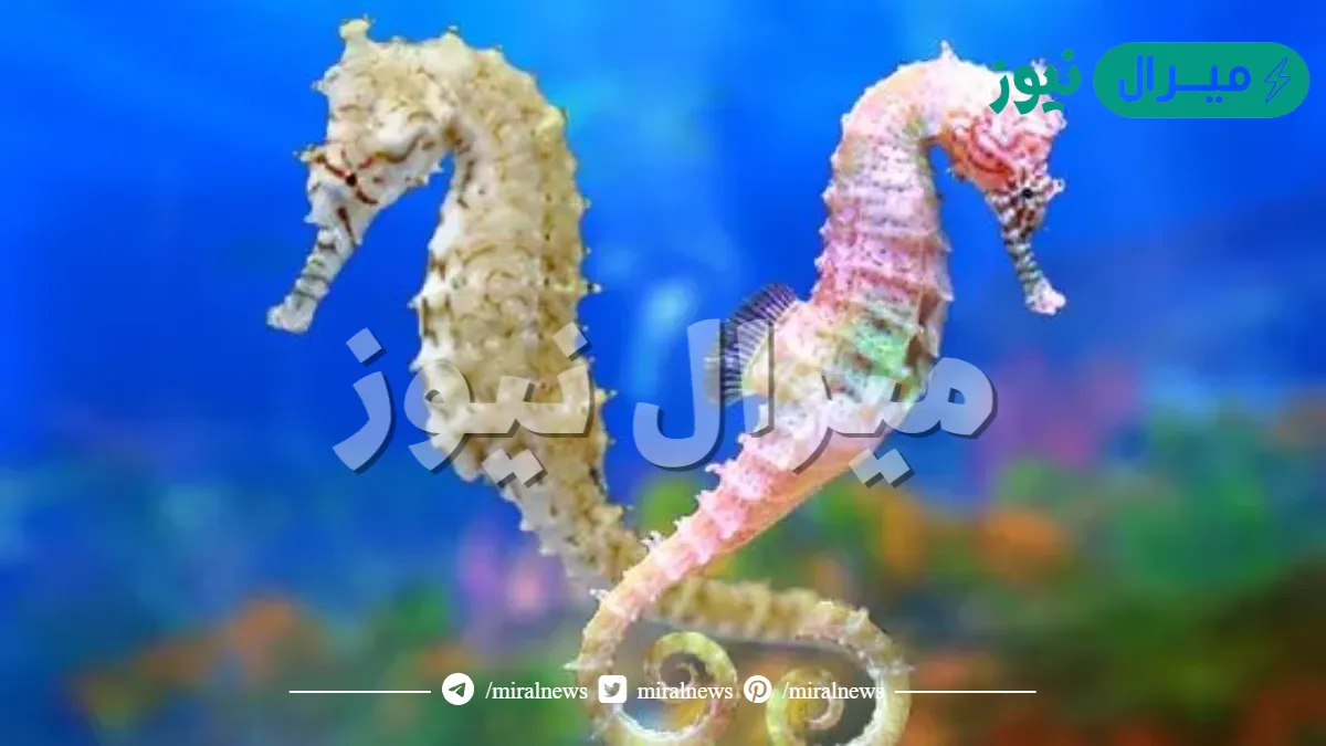لماذا لا يمكن اعتبار فرس البحر اسما علميا جيدا