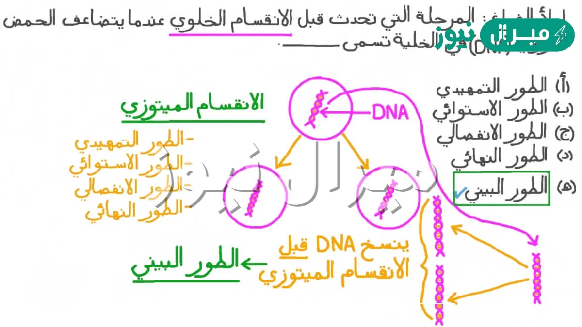 لماذا يجب نسخ المادة الوراثية قبل الانقسام