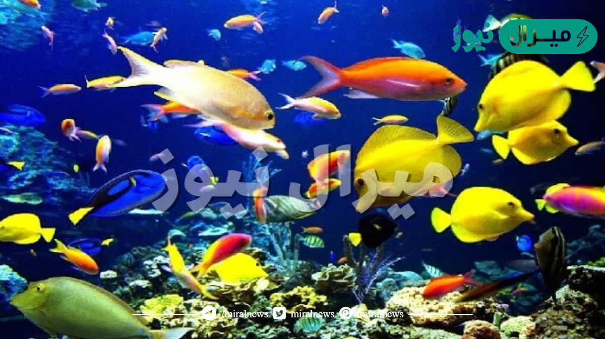 لماذا يعيش السمك في الماء