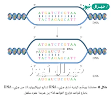 ما ازواج القواعد النيتروجينية الموجودة في جزيء dna