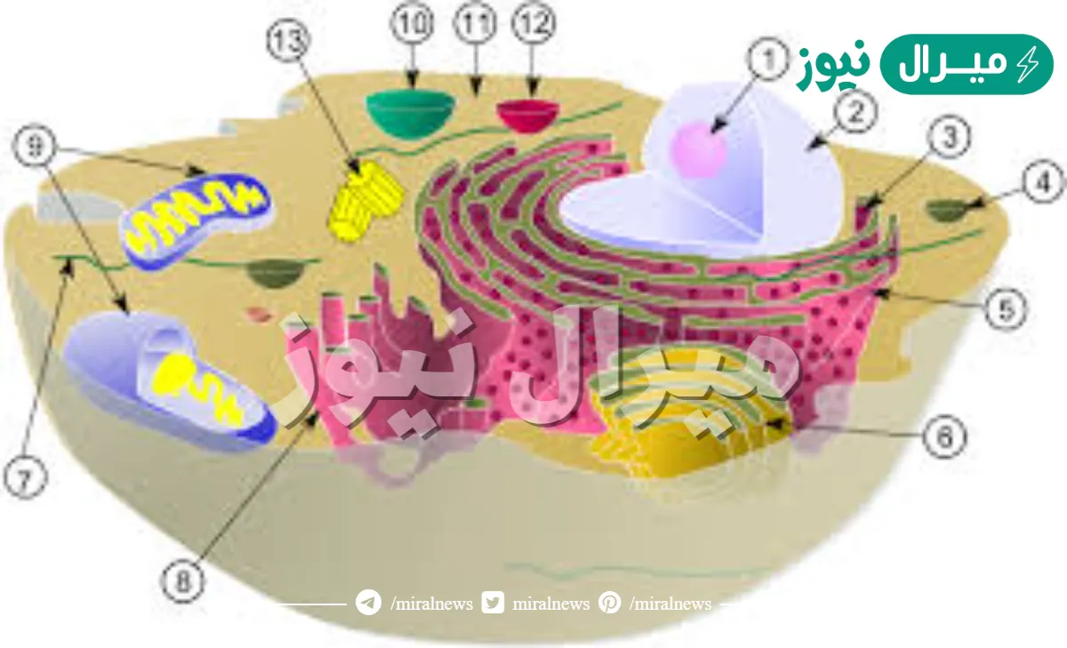ما الترتيب الذي تنتظم فيه الخلايا