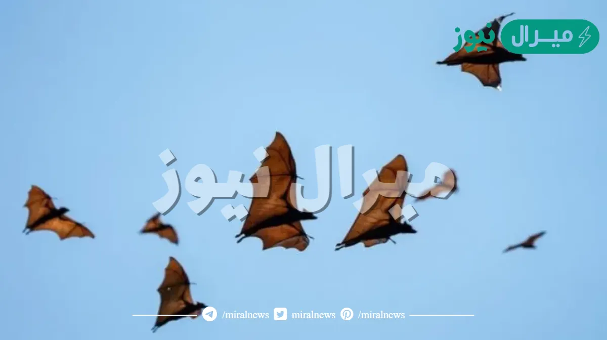 ما الدليل على ان الطيور لا تخاف من الخفافيش