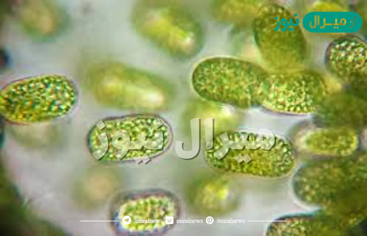 ما الذي يصنف المخلوقات الحية في مملكة الطلائعيات ؟