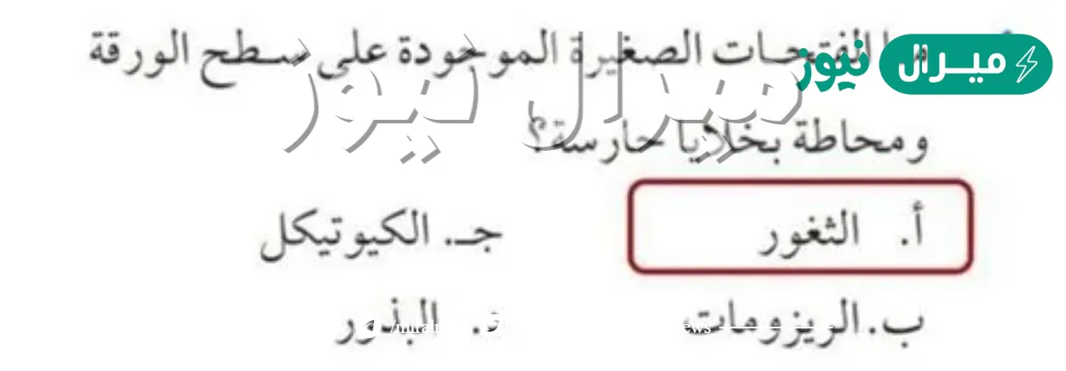 ما الفتحات الصغيرة الموجودة على سطح الورقة ومحاطة بخلايا حارسة