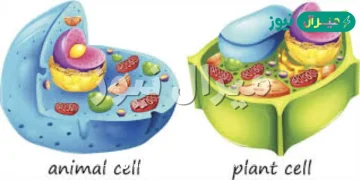 ما الفرق بين الخليه الحيوانيه والنباتيه