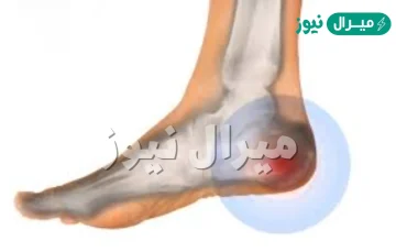 ما الهدف من وجود الأربطة؟