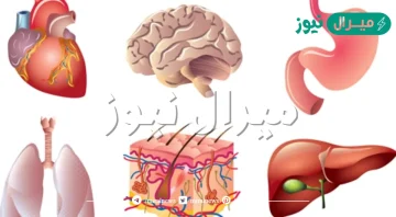 ما هو اكبر اعضاء الجسم