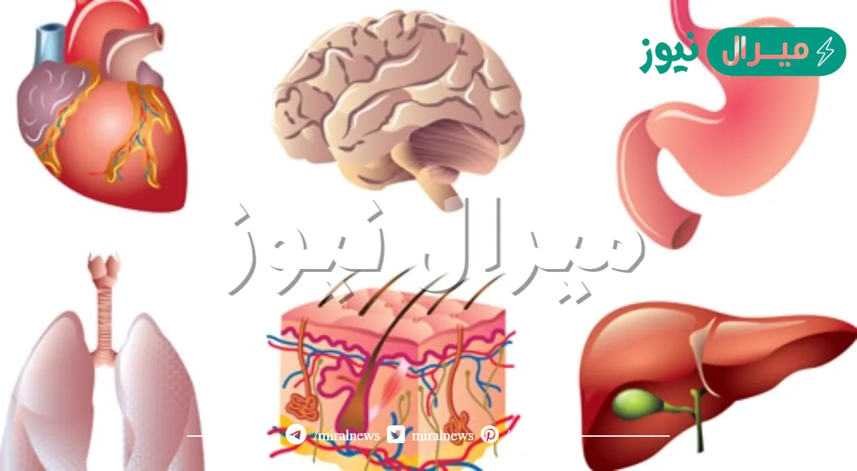 ما هو اكبر اعضاء الجسم
