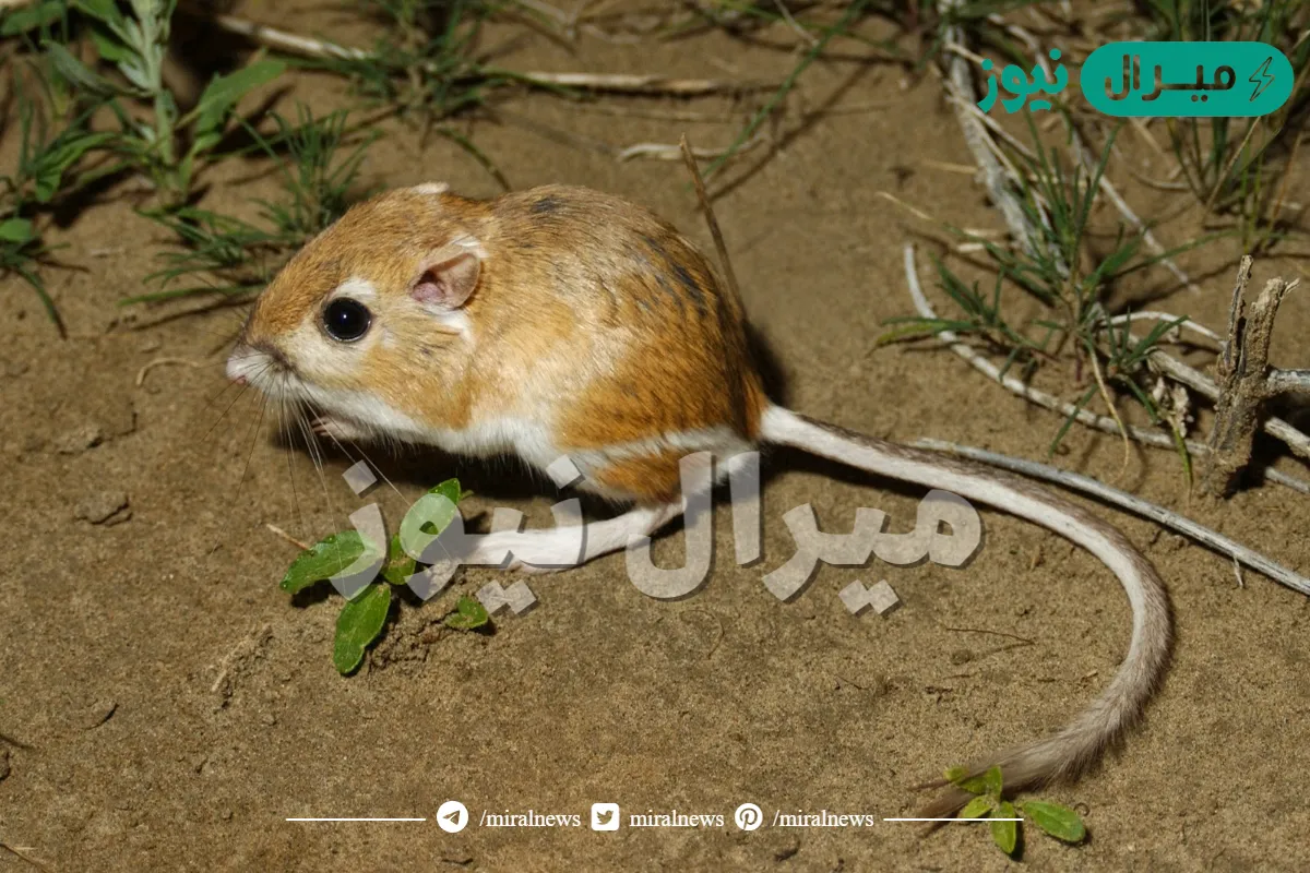 ما هو الحيوان الذي لا يشرب الماء