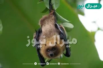 ماذا يأكل الخفاش ؟