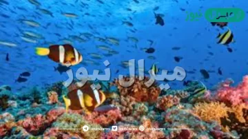 ماذا يتنفس السمك في الماء
