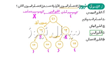 ماذا يحدث في الطور البيني