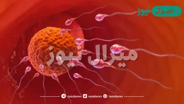 ماذا يسمى اتحاد البويضة