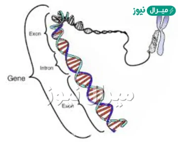 ماذا يطلق على ازواج الجينات المسؤولة عن صفة محددة