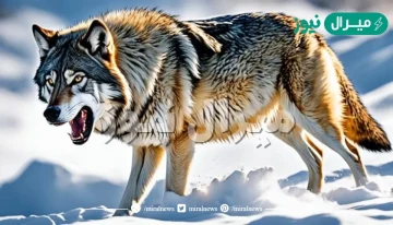 ماهو اشهر ذئب