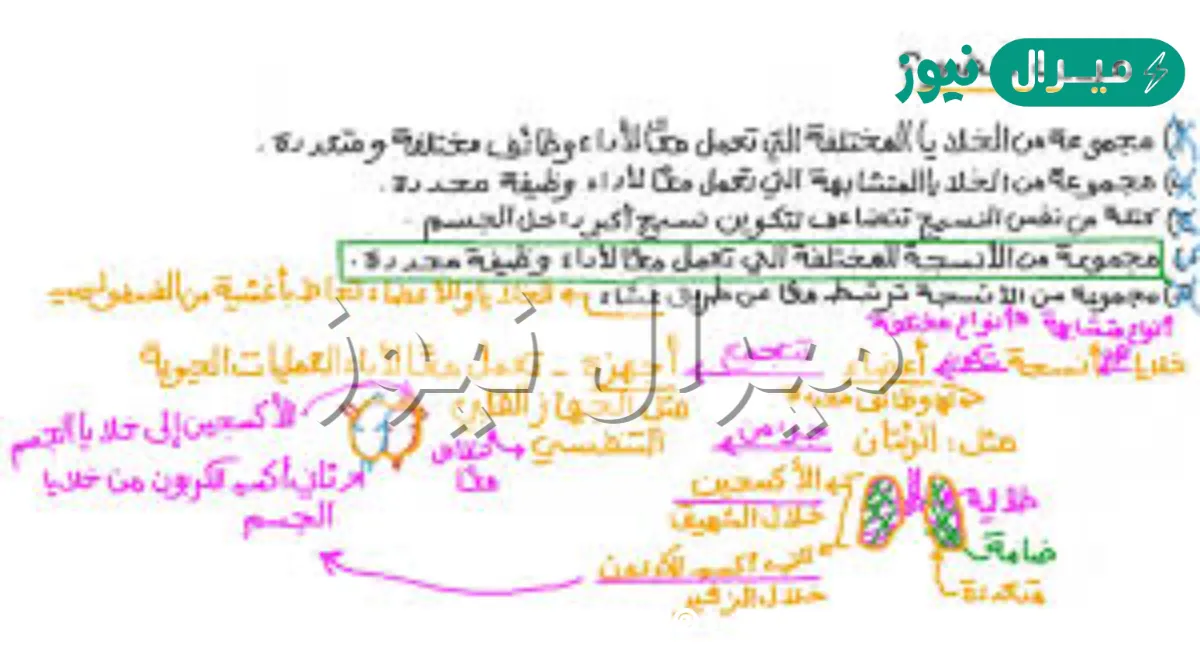 ماهو العضو