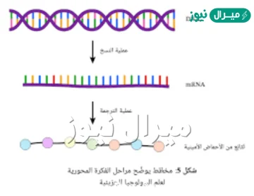 ماهي انواع ال rna