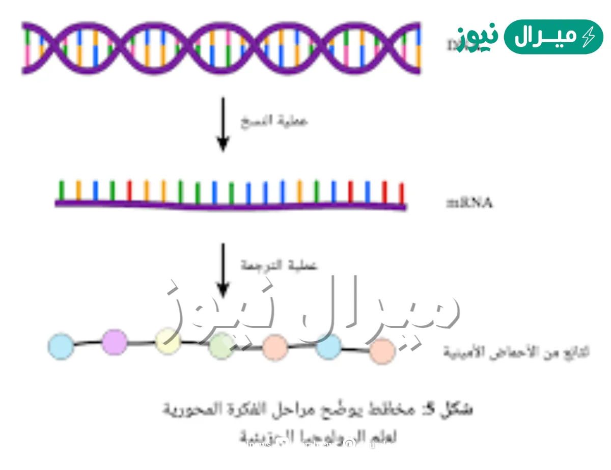 ماهي انواع ال rna