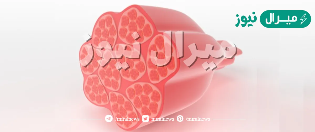 مثال على العضلات الاراديه