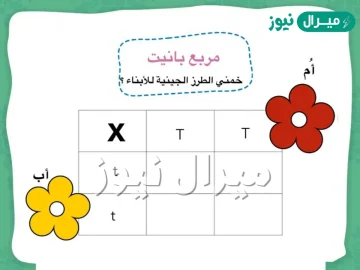 مربع بانيت هو الذي يتحكم في الصفات الوراثية في المخلوق الحي.