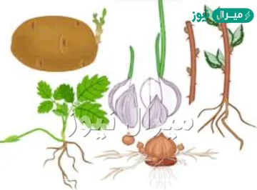 من الامثلة على النباتات التي تتكاثر لا جنسيا