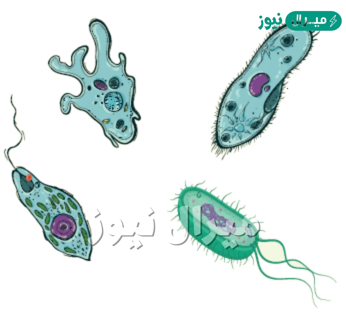 من الفطريات وحيدة الخلية