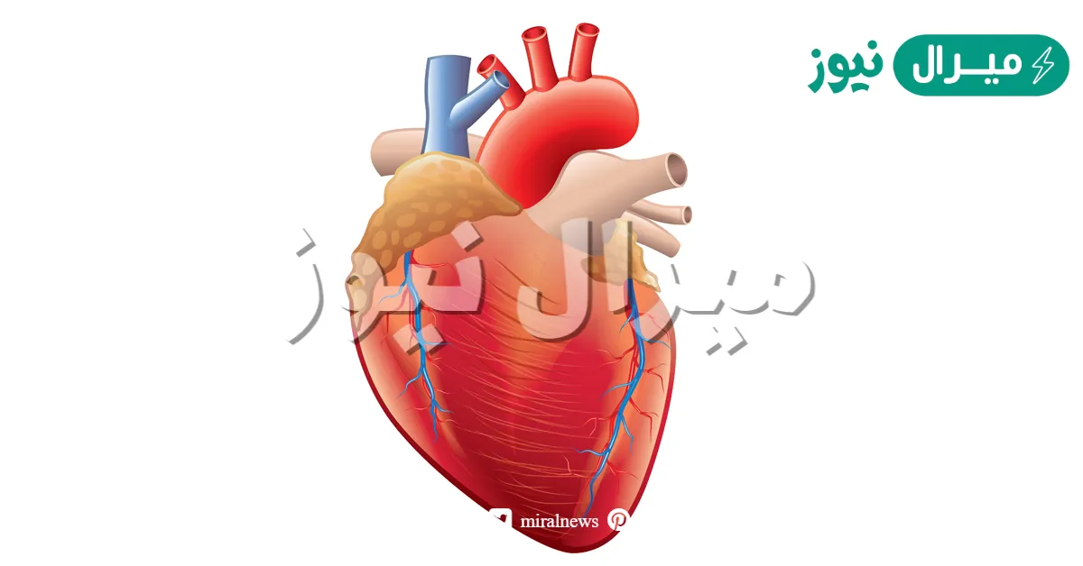 من اين يخرج الدم بعد ان يغادر القلب ؟