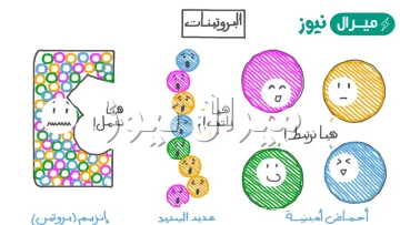 من ضمن أهمية البروتينات تعمل كانزيم
