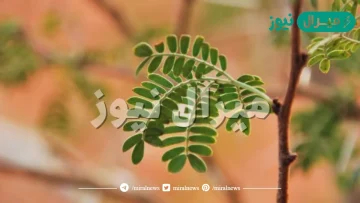 نباتات تنمو عقب سقوط الأمطار تتغذى عليها الحيوانات تنتهي مع نهاية الموسم تسمى نباتات