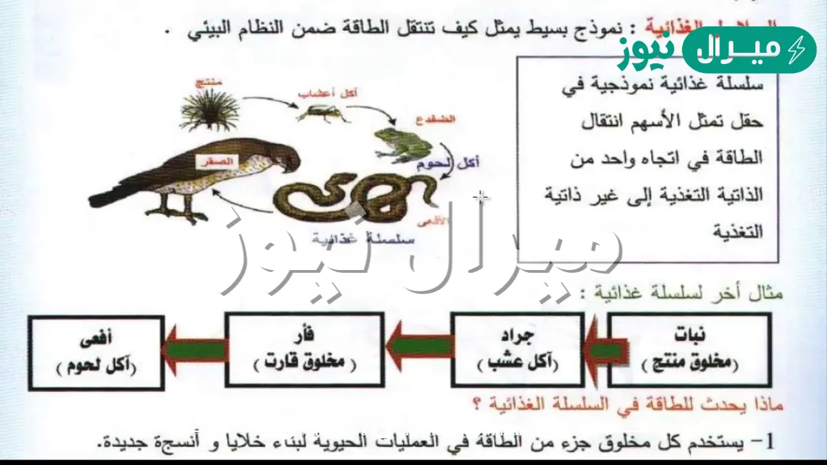 نموذج بسيط يمثل كيف تنتقل الطاقة ضمن النظام البيئي