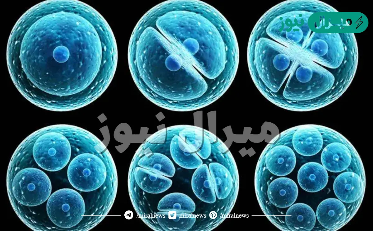 هل الانقسام الخلوي يسبب نمو المخلوقات عديدة الخلايا