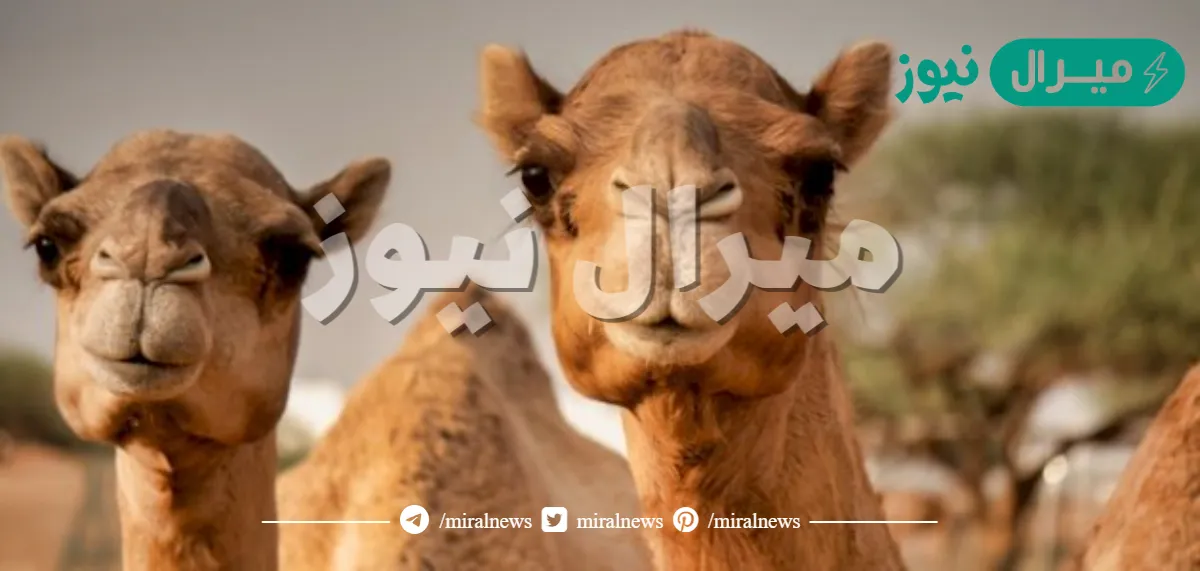 هل الجمل اذا جاع يطلع معدته