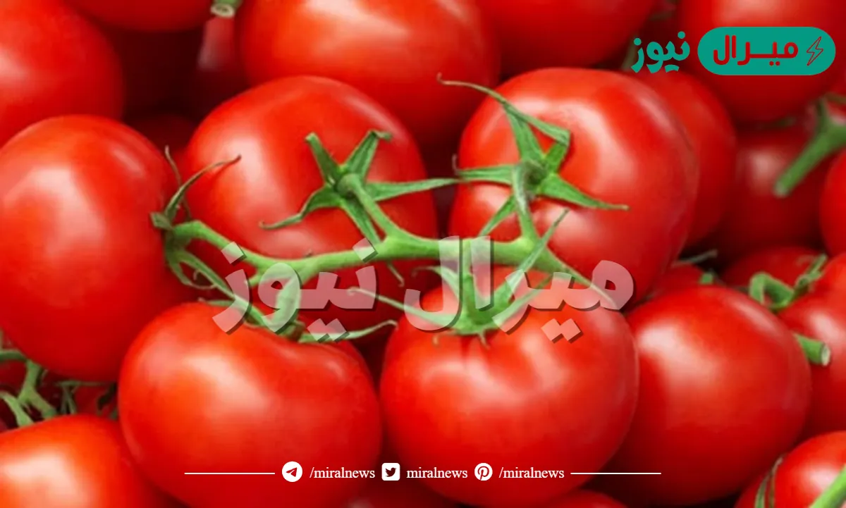 هل الطماطم من الفواكه