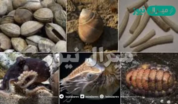 هل جميع الرخويات لها اصداف