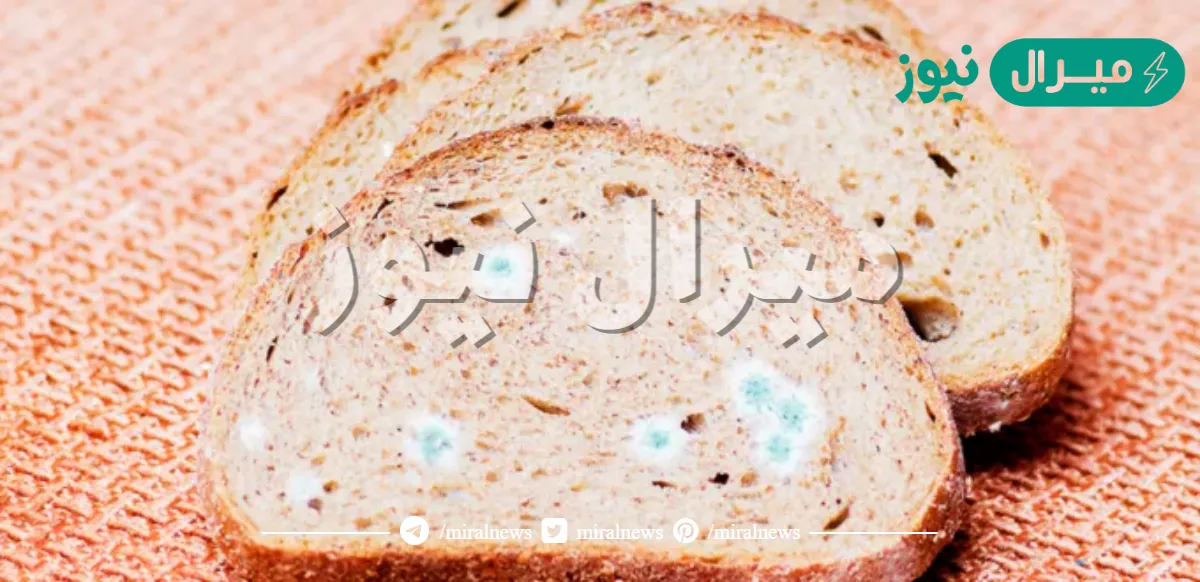 هل عفن الخبز من الفطريات