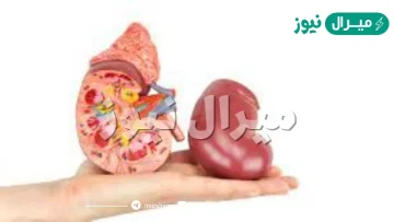 هل يجوز التبرع بالاعضاء بعد الموت ؟