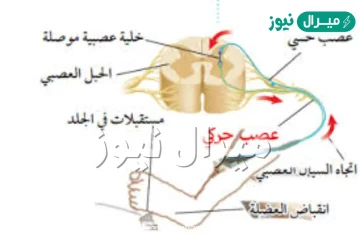 وضح بالرسم في أثناء المشي على شاطئ رملي