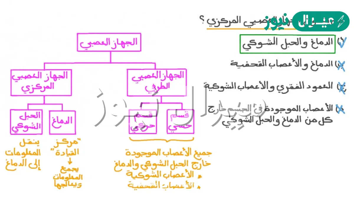 يتركب الجهاز العصبي المركزي من