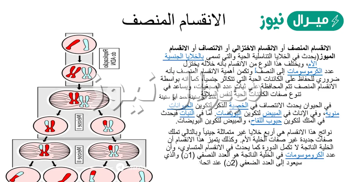يحدث الانقسام المنصف في أعضاء التكاثر.