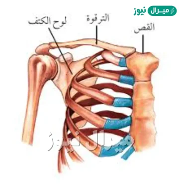 يعطي الهيكل العظمي الجسم الجواب